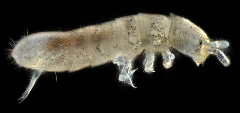 ツチトビムシ科の1種　（Isotomidae gen. sp.）