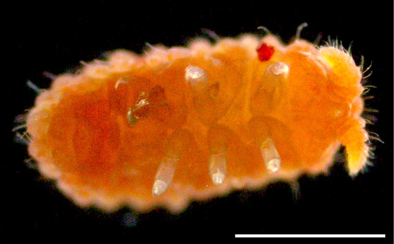 イボトビムシ科（Neanuridae）の画像集