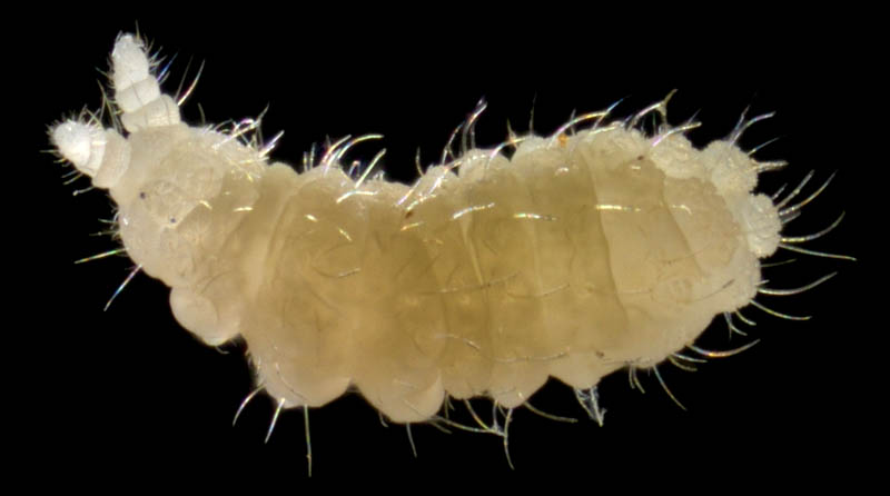 イボトビムシ科の1種 （Neanuridae gen. sp.) 