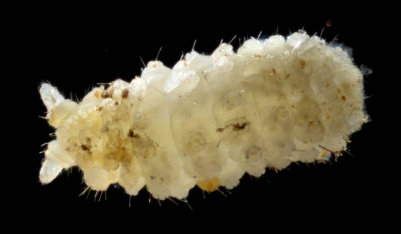 イボトビムシ科の1種 （Neanuridae gen. sp.) 