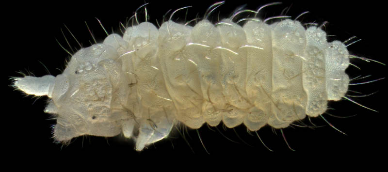 イボトビムシ科の1種 （Neanuridae gen. sp.) 