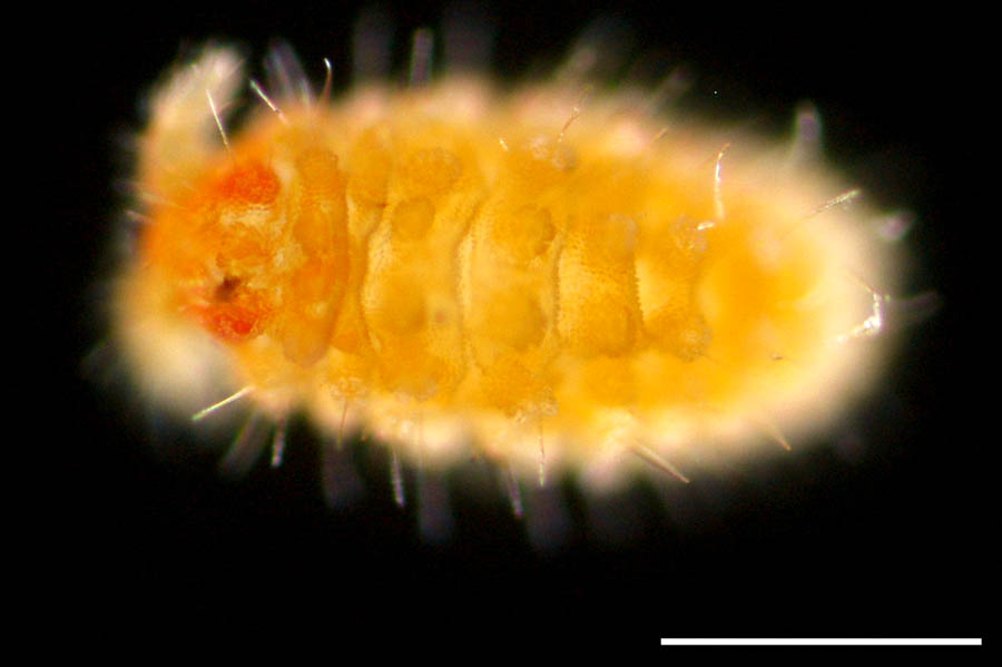 イボトビムシ科（Neanuridae）の画像