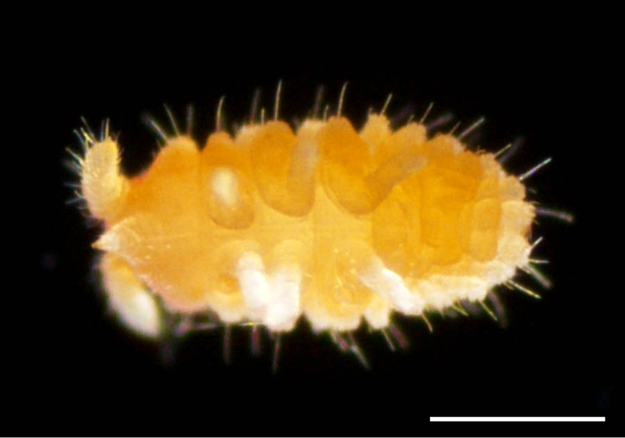 イボトビムシ科（Neanuridae）の画像