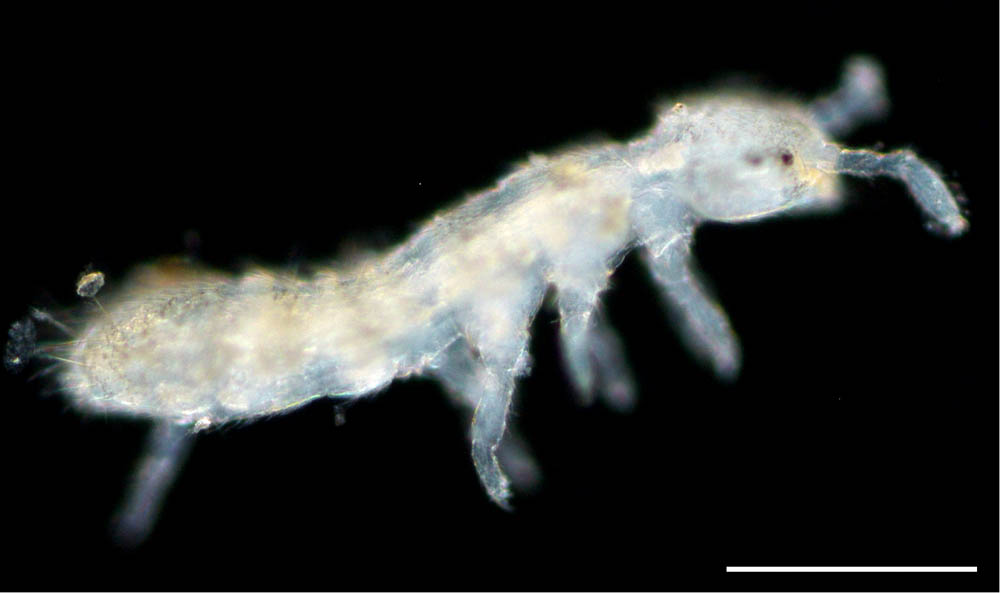 アヤトビムシ科（Entomobryidae）の画像