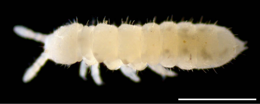 シロトビムシ科（Onychiuridae）の画像集
