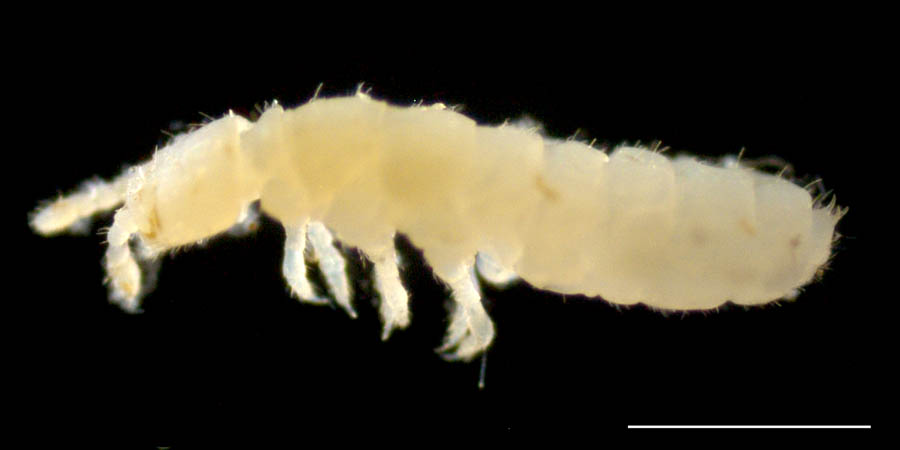 シロトビムシ科（Onychiuridae）の画像集