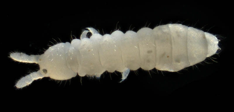 シロトビムシ科の１種 （Onychiuridae gen. sp.）