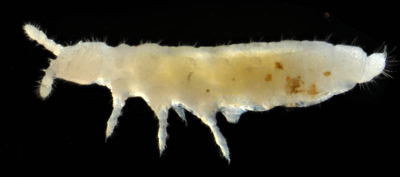シロトビムシ科の１種 （Onychiuridae gen. sp.）