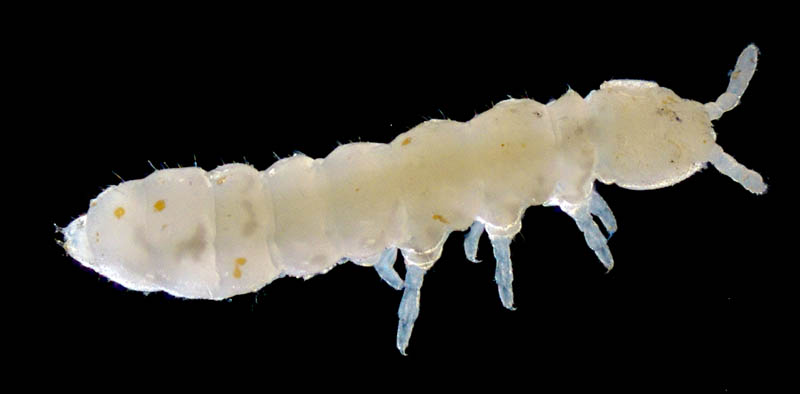 シロトビムシ科の１種 （Onychiuridae gen. sp.）