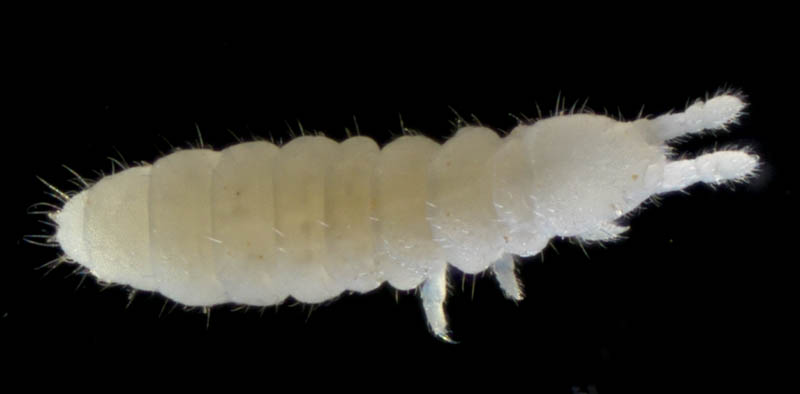シロトビムシ科の１種 （Onychiuridae gen. sp.）