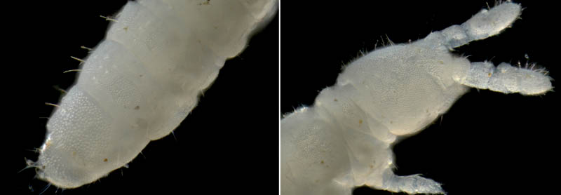 シロトビムシ科の１種 （Onychiuridae gen. sp.）