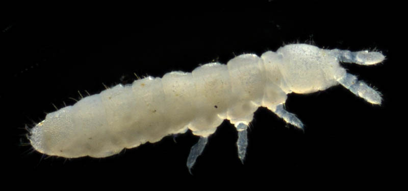 シロトビムシ科の１種 （Onychiuridae gen. sp.）