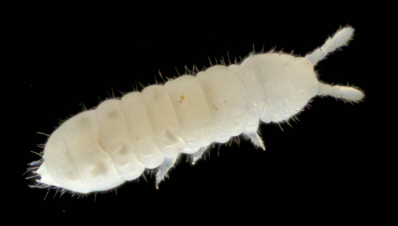 シロトビムシ科の１種 （Onychiuridae gen. sp.）