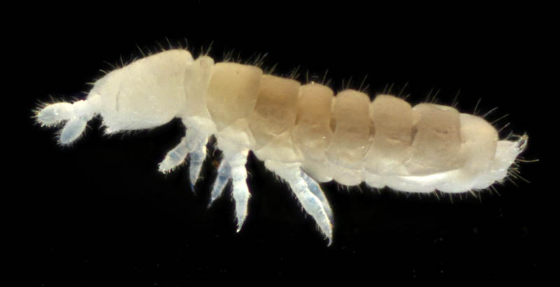 シロトビムシ科の１種 （Onychiuridae gen. sp.）