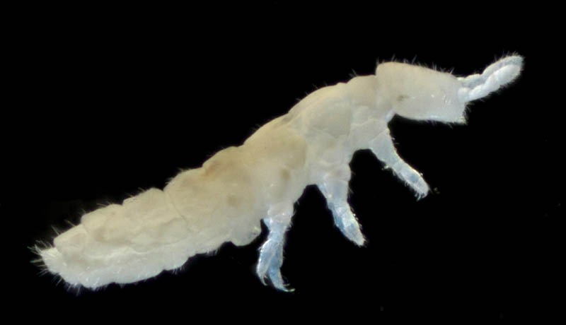 シロトビムシ科の１種 （Onychiuridae gen. sp.）