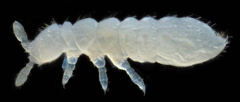 シロトビムシ科の１種 （Onychiuridae gen. sp.）