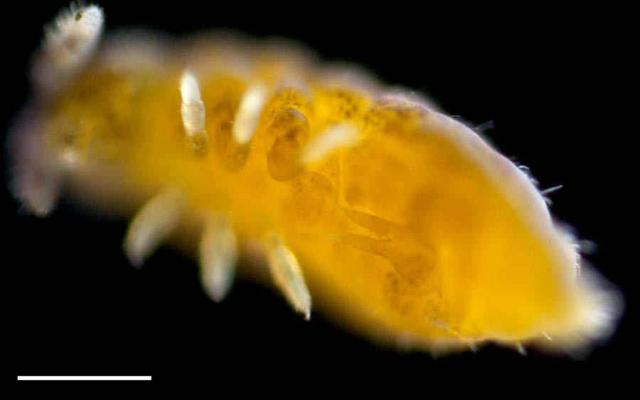 ムラサキトビムシ科（Hypogastruridae）の画像