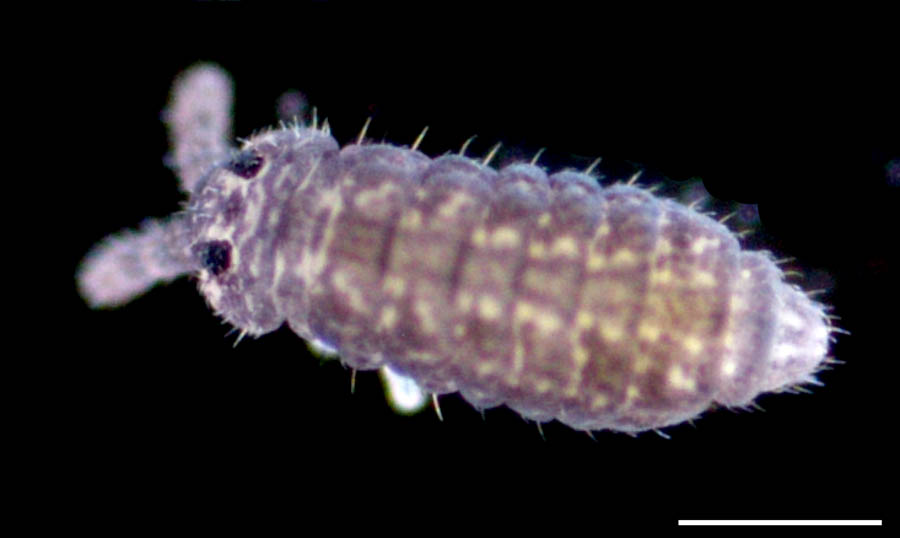 ムラサキトビムシ科（Hypogastruridae）の画像