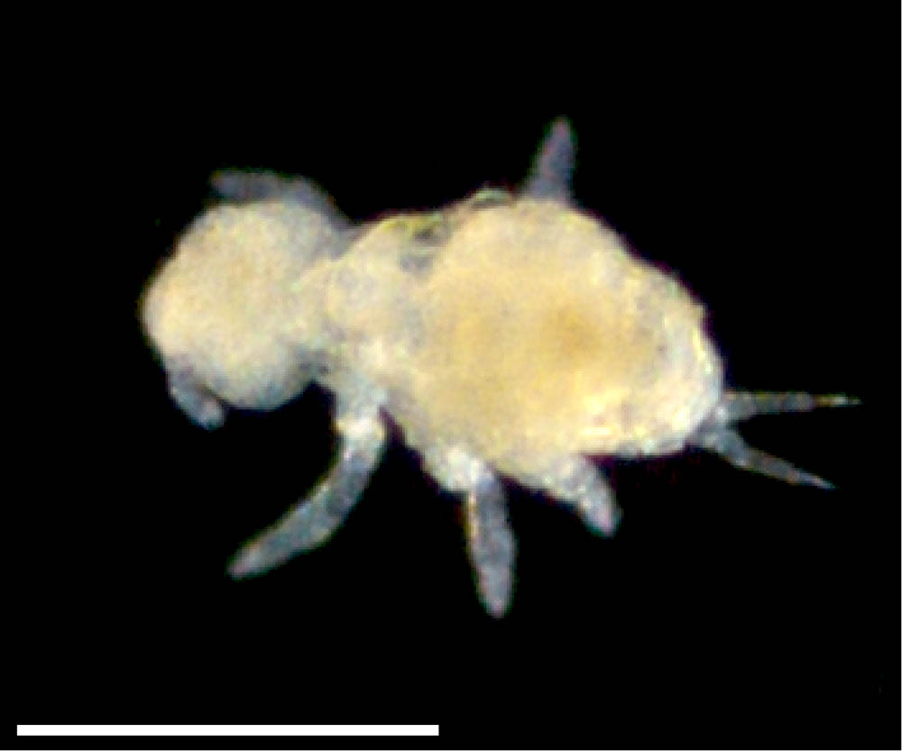 ミジントビムシ科（Neelidae）の画像