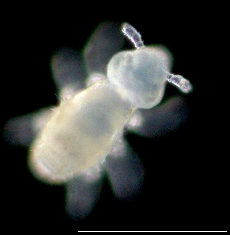 ミジントビムシ科（Neelidae）の画像