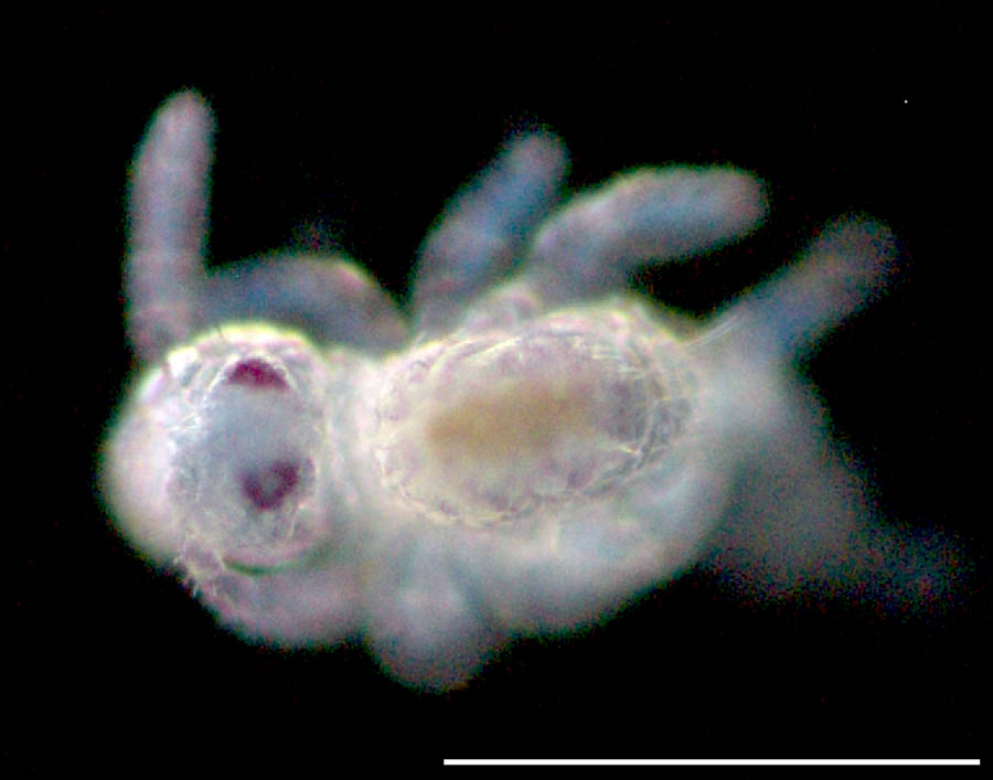 マルトビムシ亜目（Symphypleona）の画像