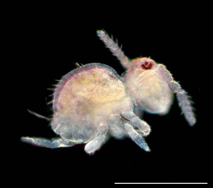 マルトビムシ亜目（Symphypleona）の画像