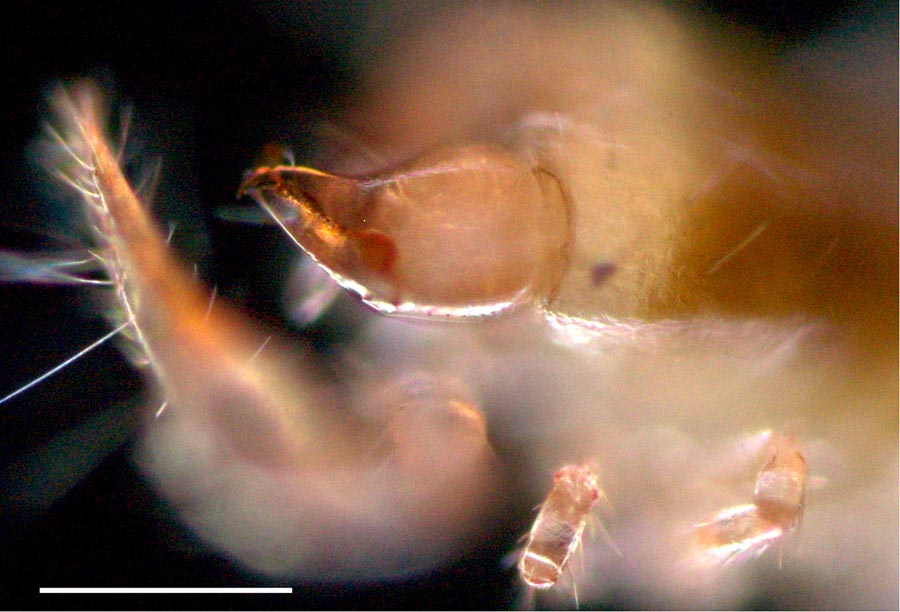 カニムシ（Pseudoscorpionida）の画像