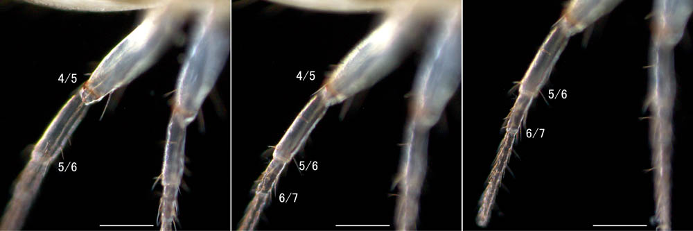 カニムシ（Pseudoscorpionida）の画像