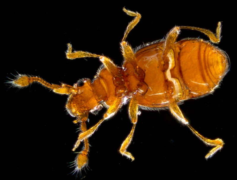 アリヅカムシ亜科の1種 (Pselaphinae gen. sp.）