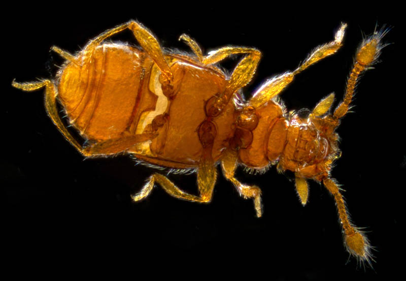 アリヅカムシ亜科の1種 (Pselaphinae gen. sp.）