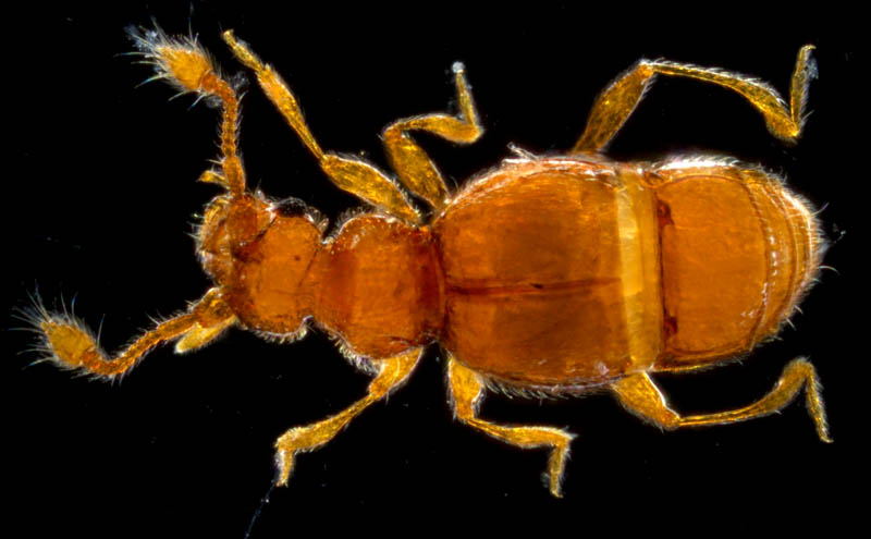 アリヅカムシ亜科の1種 (Pselaphinae gen. sp.）