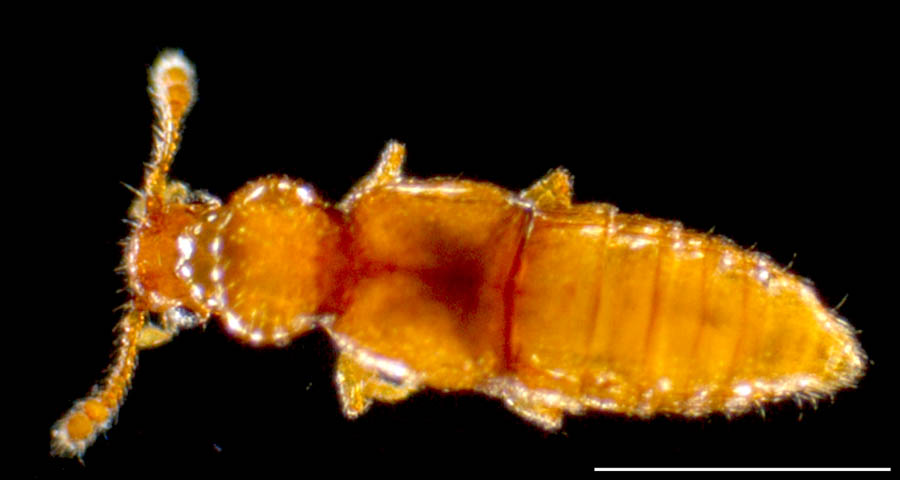 ハネカクシ亜科(Staphylininae)の画像
