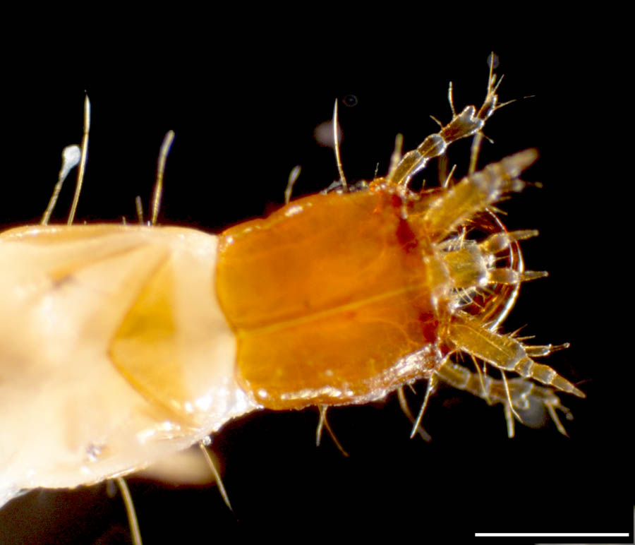 コウチュウの幼虫の画像