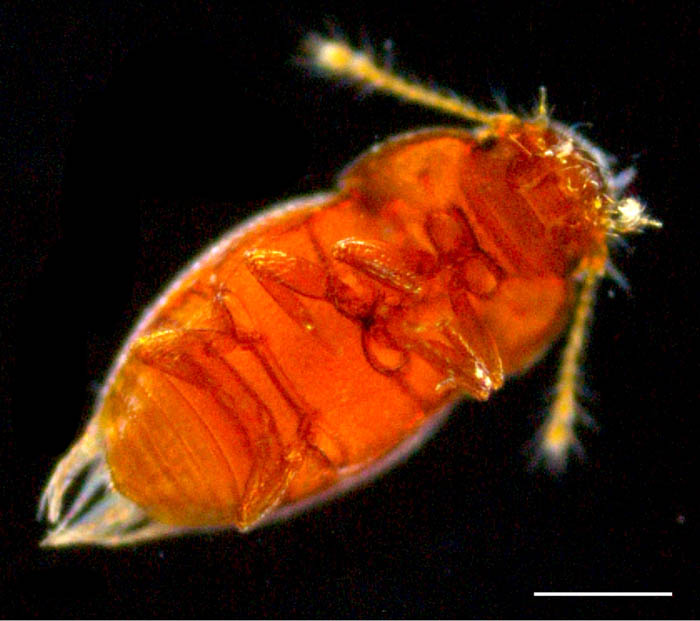 コウチュウ目(Coleoptera)の画像