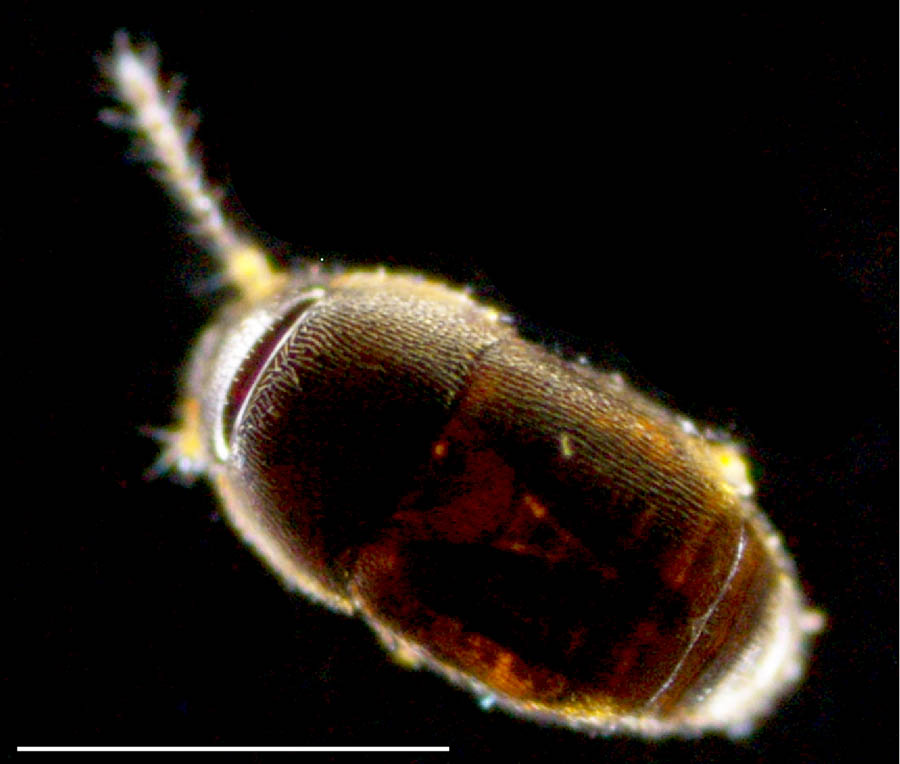ムクゲキノコムシ科（Ptiliidae）の画像