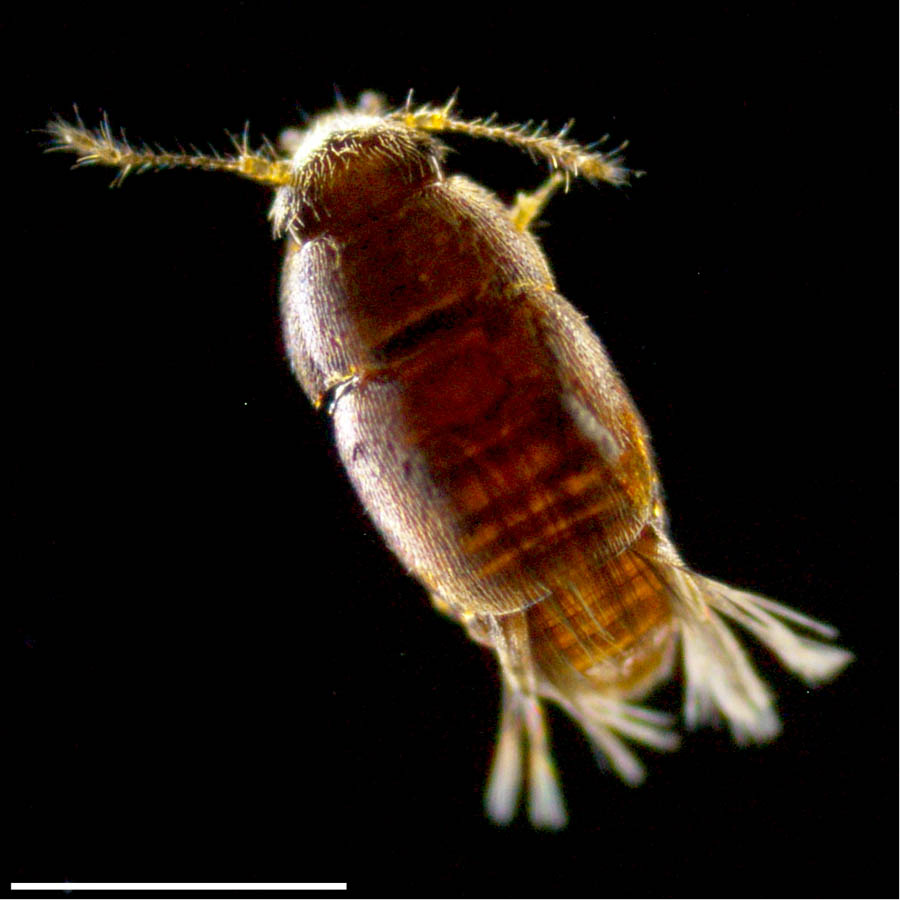 ムクゲキノコムシ科（Ptiliidae）の画像
