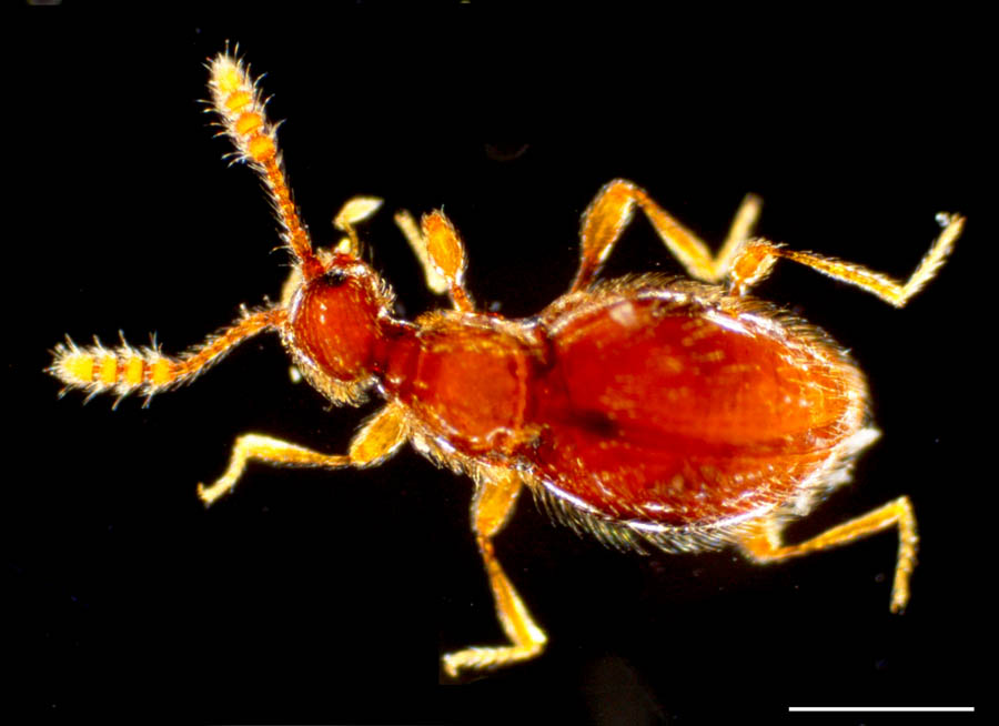コウチュウ目(Coleoptera)の画像