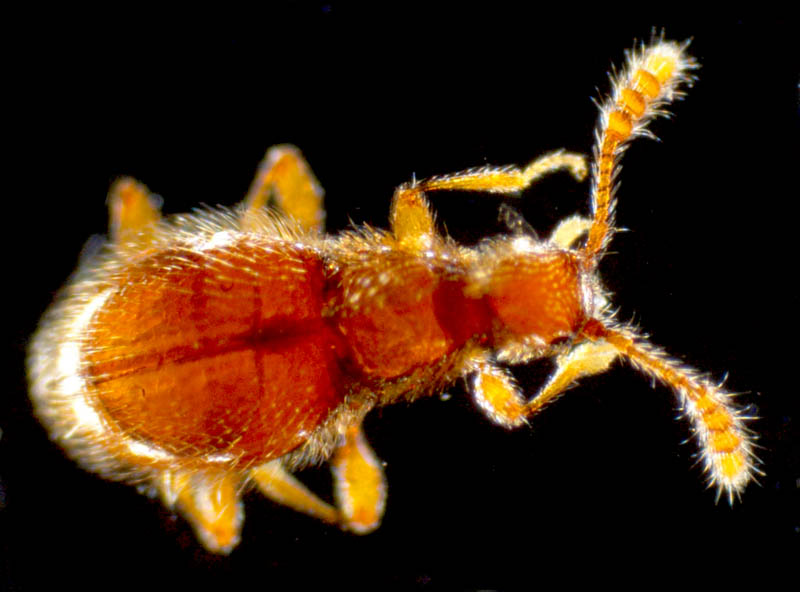 アリモドキ科の1種 （Anthicidae gen. sp.）
