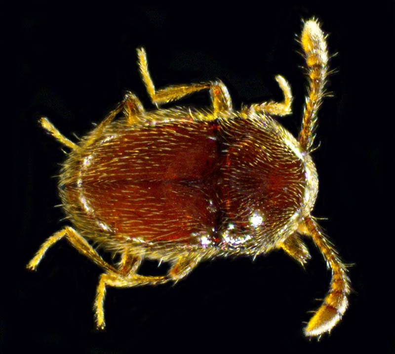 コウチュウ目の1種 (Coleoptera gen. sp.)
