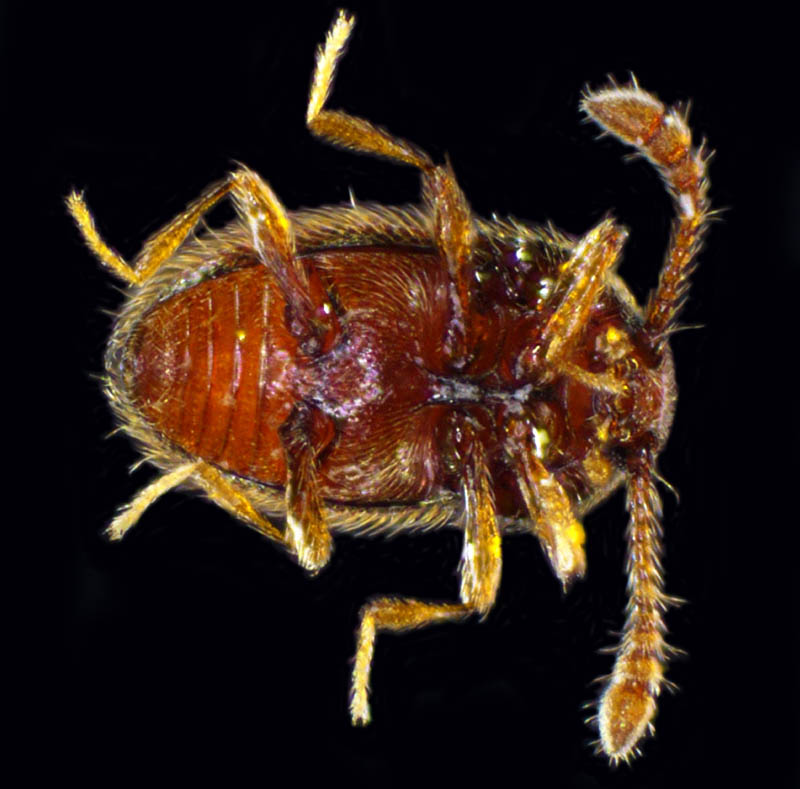 コウチュウ目の1種 (Coleoptera gen. sp.)