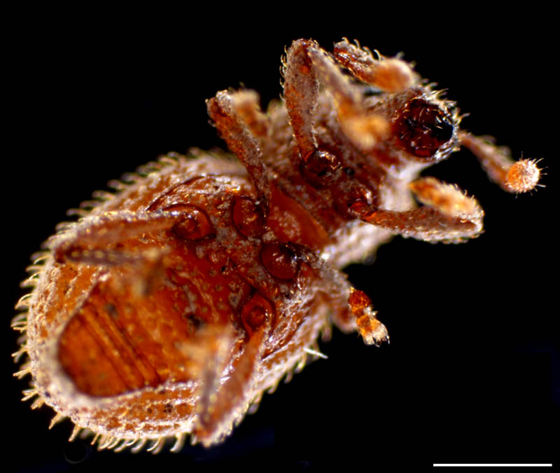 ゾウムシ科(Curculionidae)の画像