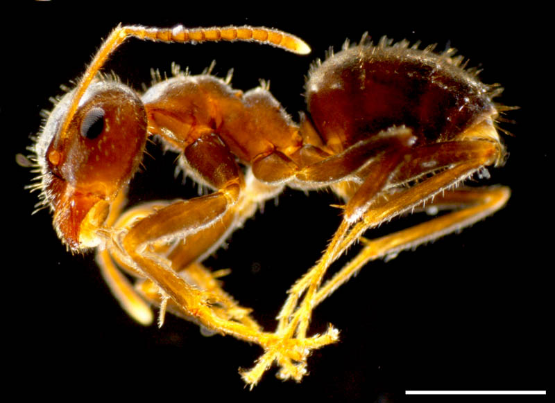 アリ科(Formicidae)の画像