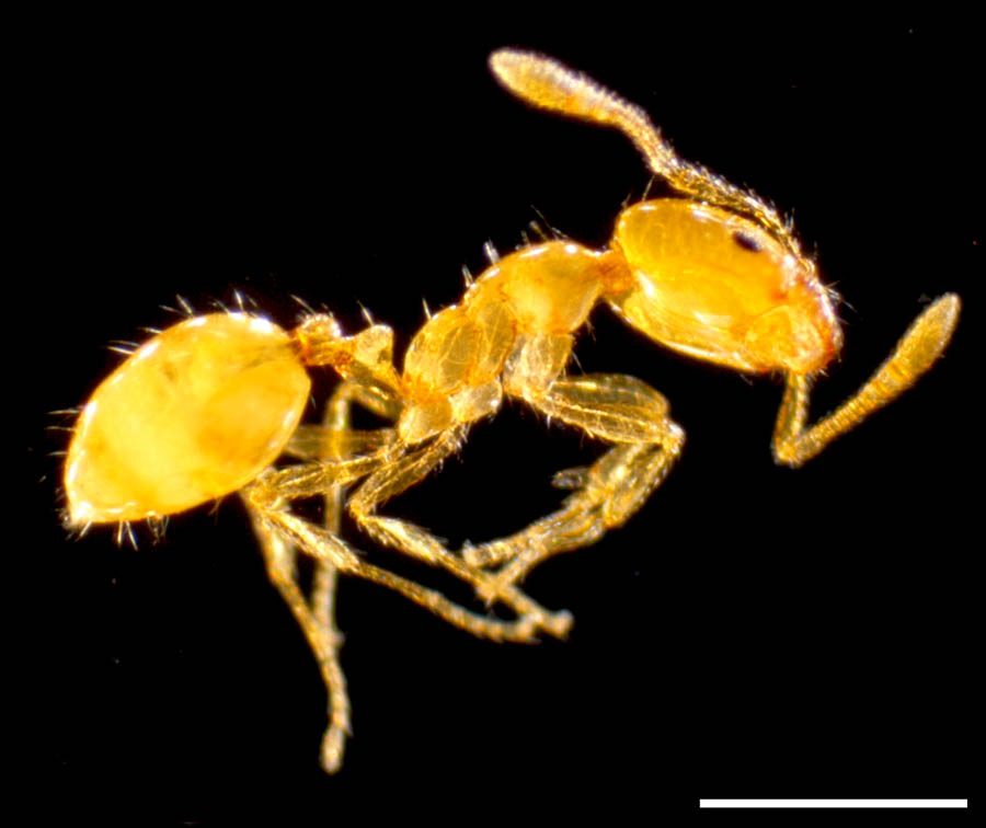 アリ科(Formicidae)の画像