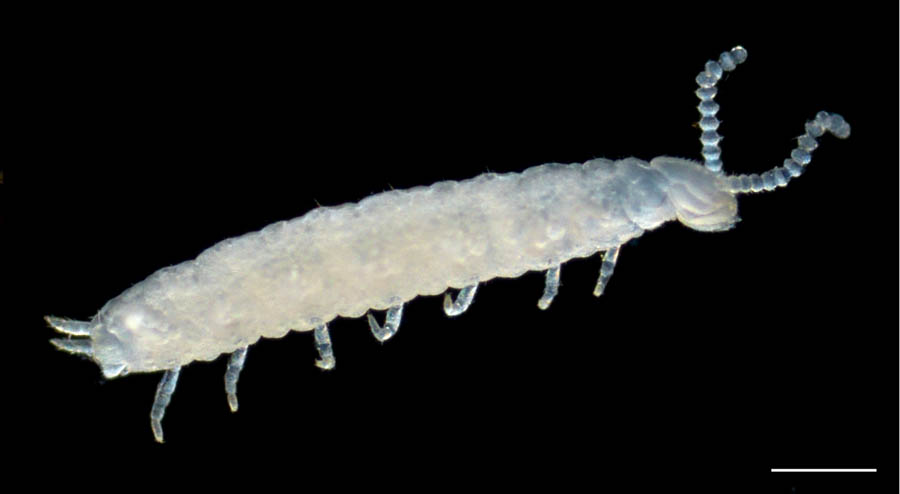 コムカデ綱(Symphyla)の画像