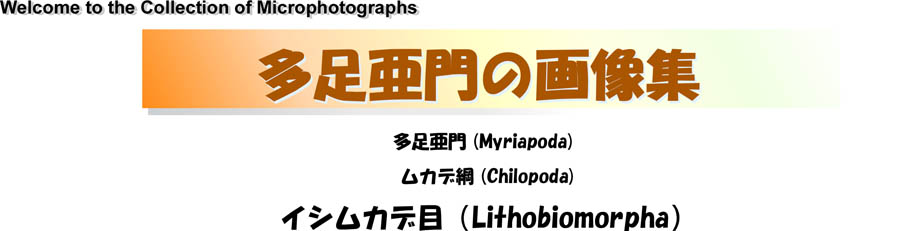 イシムカデ目 Lithobiomorpha の画像集
