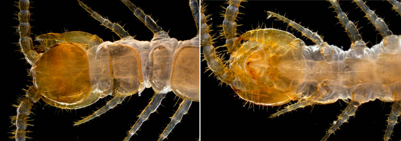 イシムカデ目の1種 （Lithobiomorpha gen. sp.）