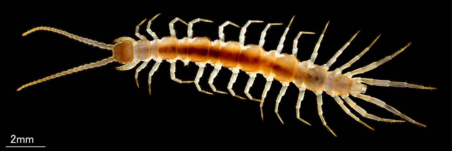 イシムカデ目の1種 （Lithobiomorpha gen. sp.）