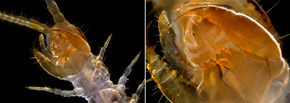 イシムカデ目の1種 （Lithobiomorpha gen. sp.）