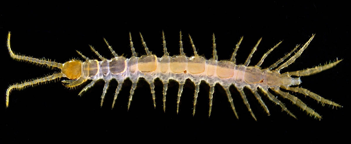 イシムカデ目の1種 （Lithobiomorpha gen. sp.）