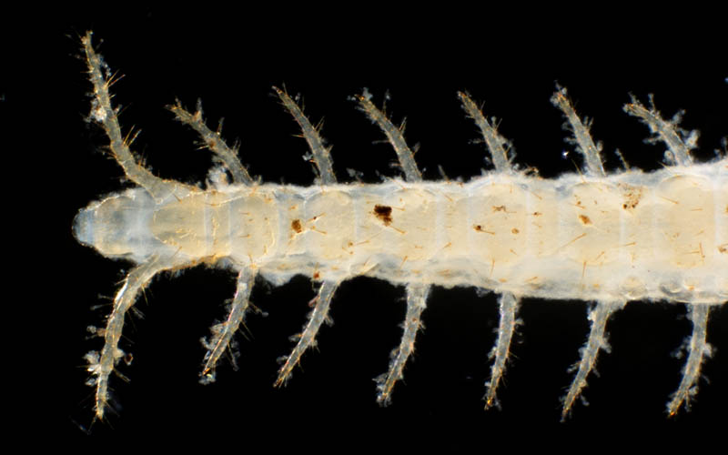 ジムカデ目の1種 (Geophilomorpha gen. sp.)